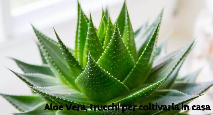 Trucchi per coltivare l'aloe vera in casa