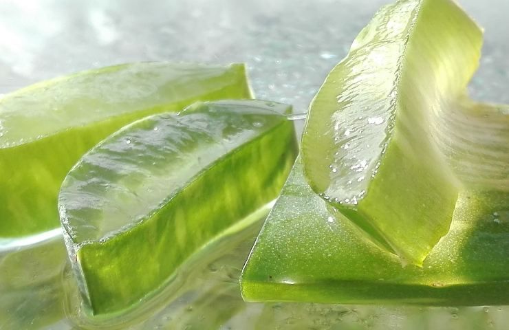 aloe vera effetti negativi pelle