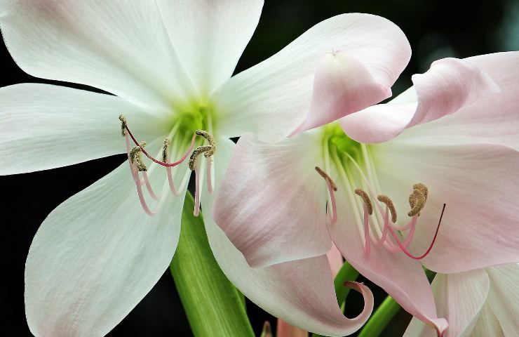 Amaryllis giglio rosa cure