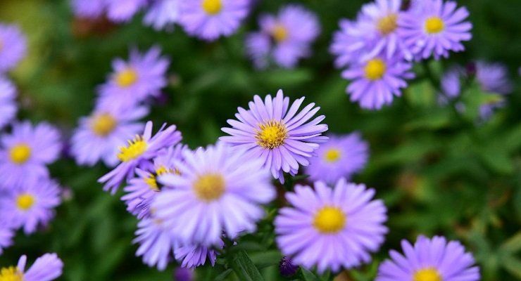 Fiore Aster come coltivarlo