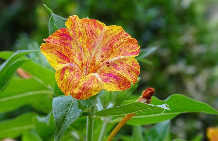 piante fioriscono settembre