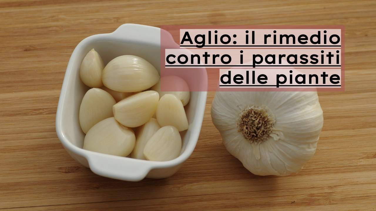 aglio rimedio naturale parassiti piante