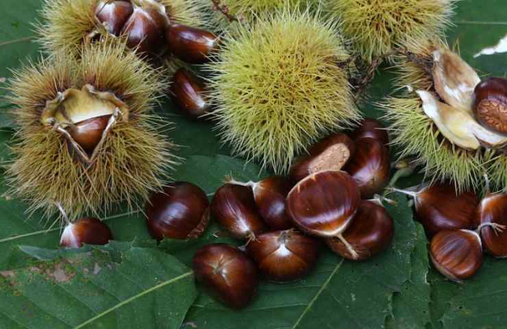 Castagne capelli caduta spiegazione 