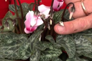 una mano mostra un ciclamino afflosciato
