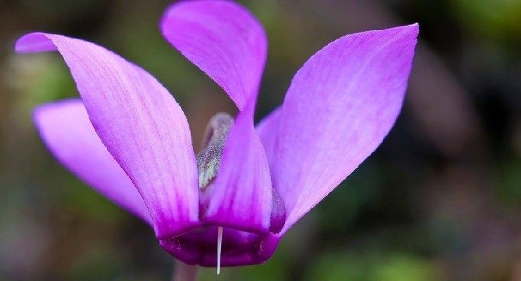 Proteggere ciclamino attesa fioritura