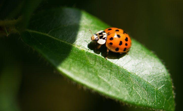 coccinella e pomodoro