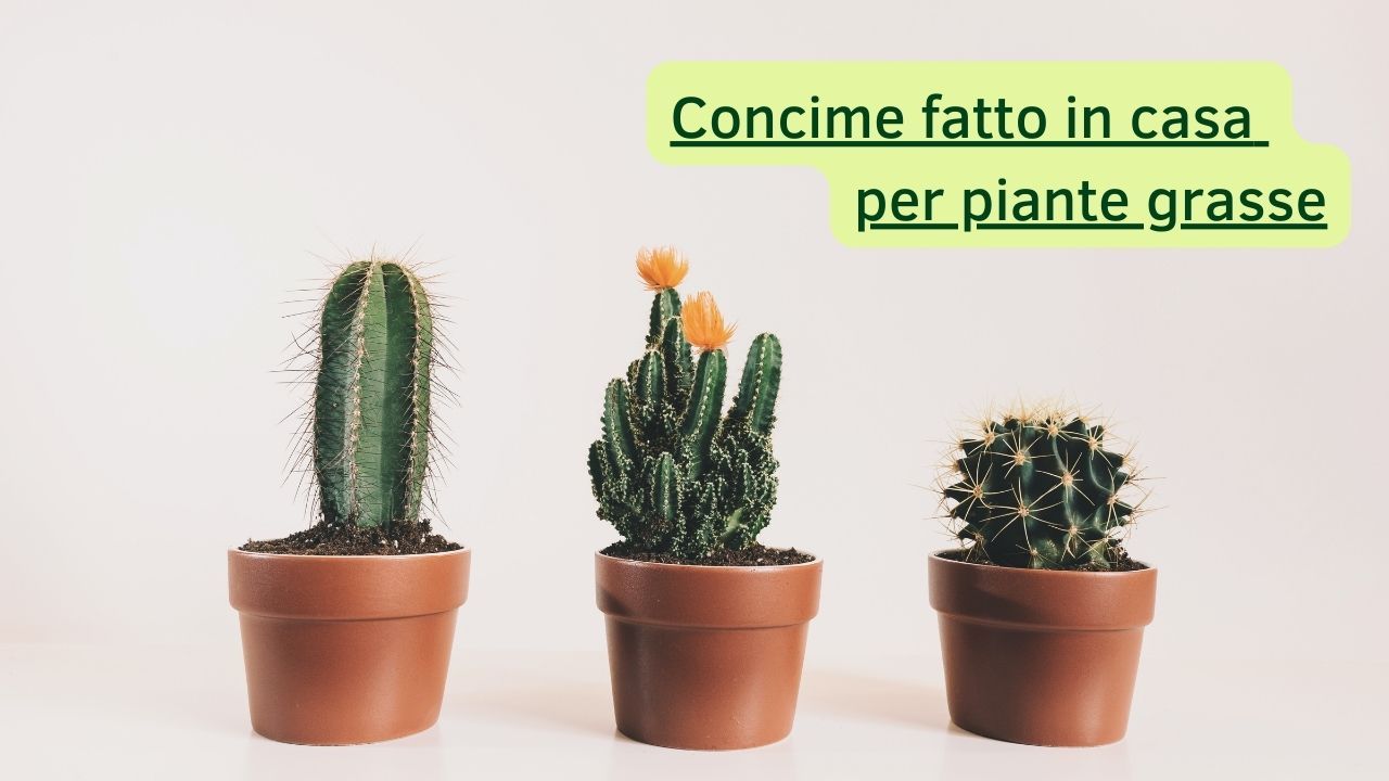 piante grasse concime