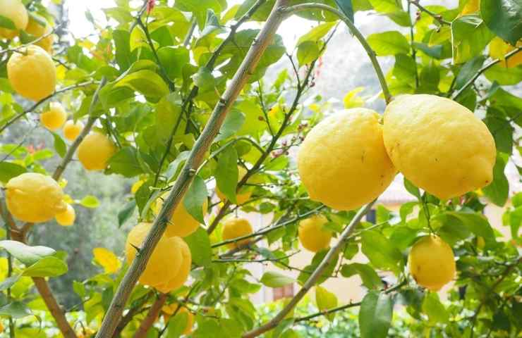 Degli alberi di limoni