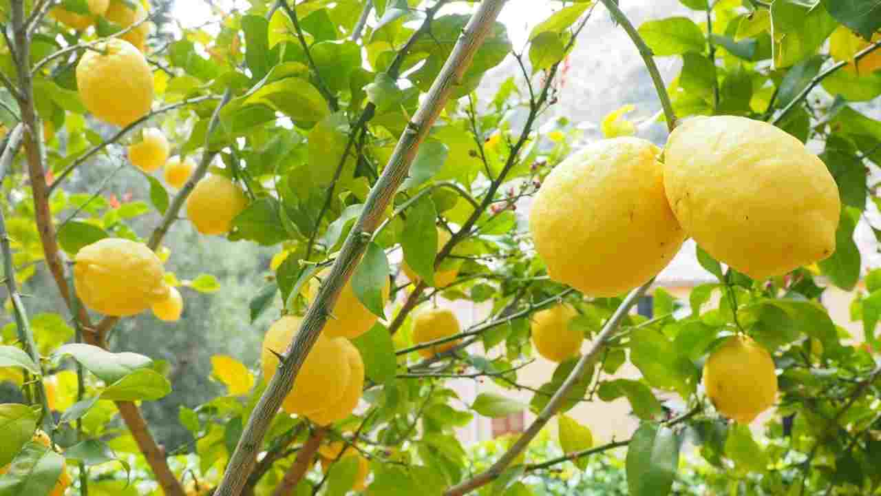 coltivare limoni alberi quanta acqua dare