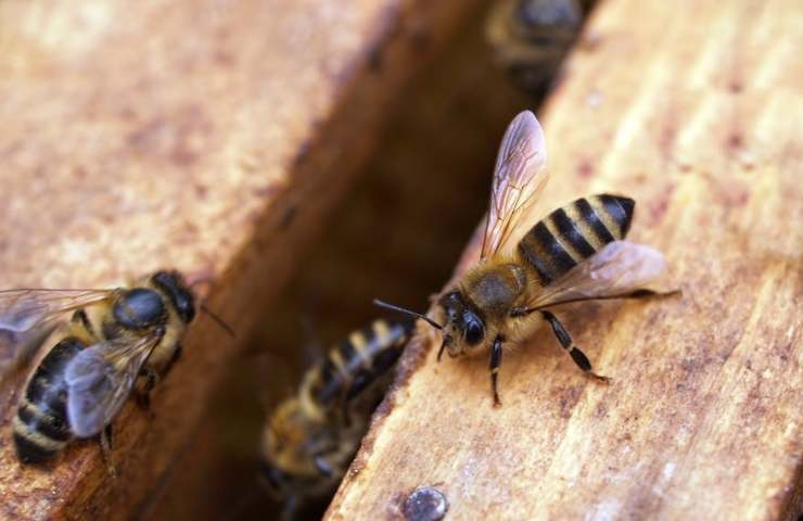 Delle api su un tavolo di legno