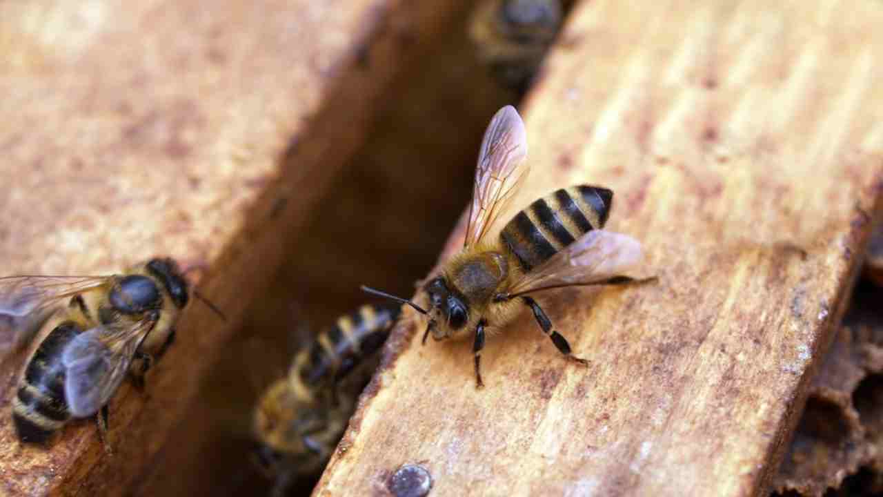 come eliminare insetti in casa metodi