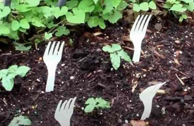 Delle forchette conficcate nel suolo coltivato