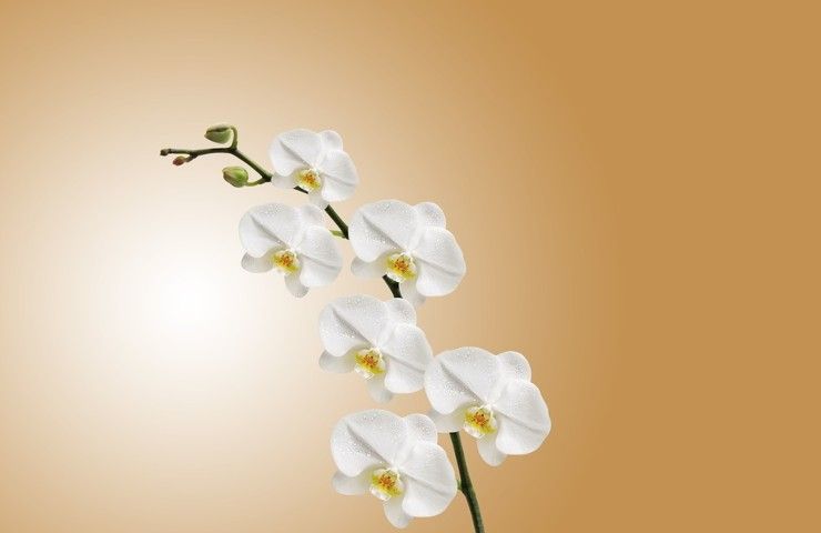 Delle orchidee bianche