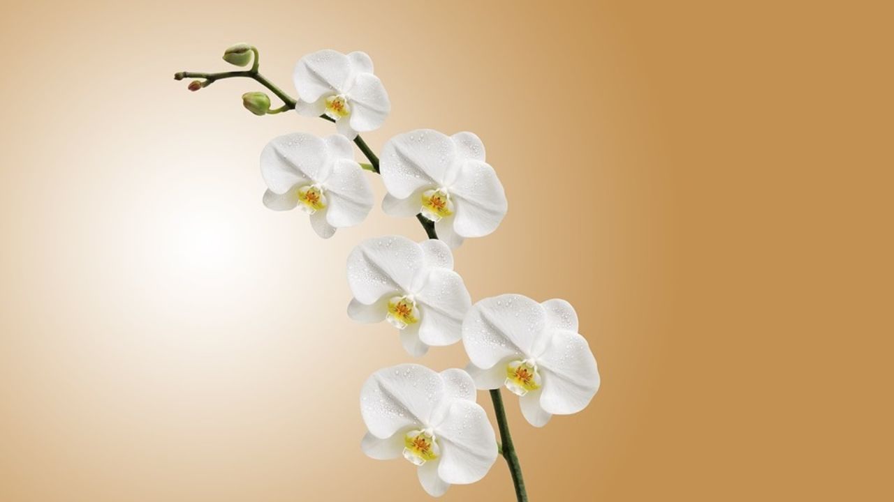 come curare le orchidee in autunno concime