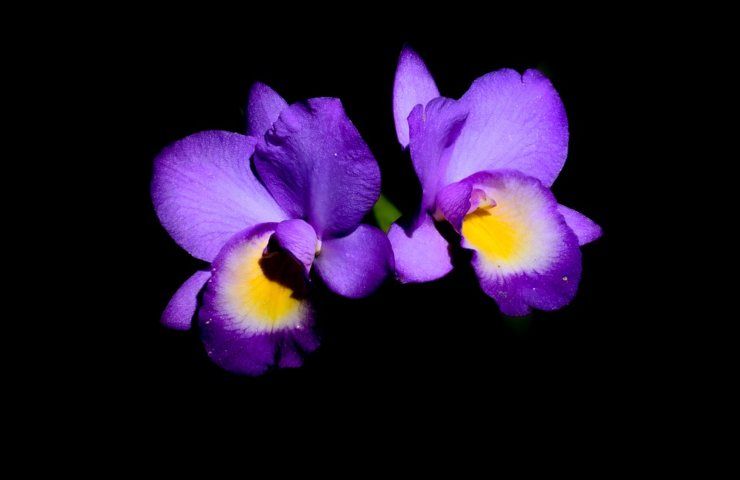 Delle orchidee viola con toni gialli