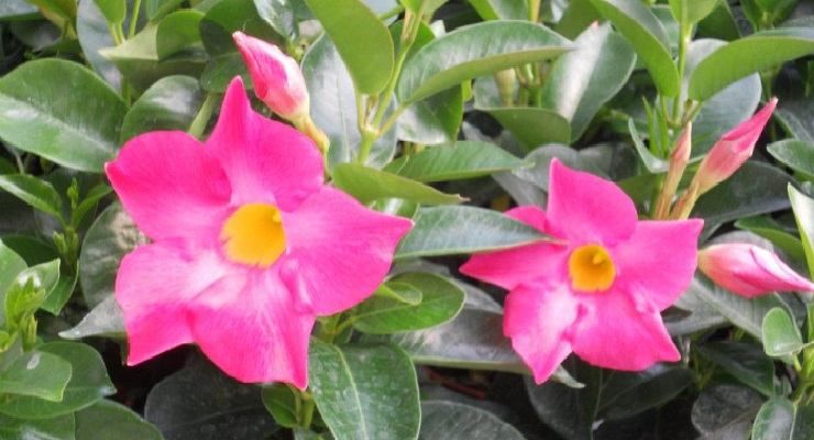 Come ottenere una perfetta Dipladenia rampicante