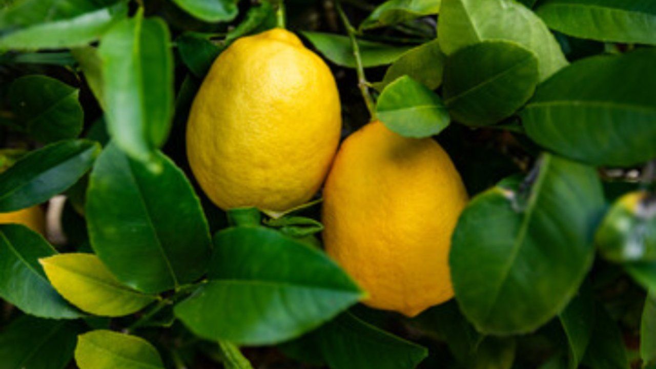 come annaffiare limoni correttamente