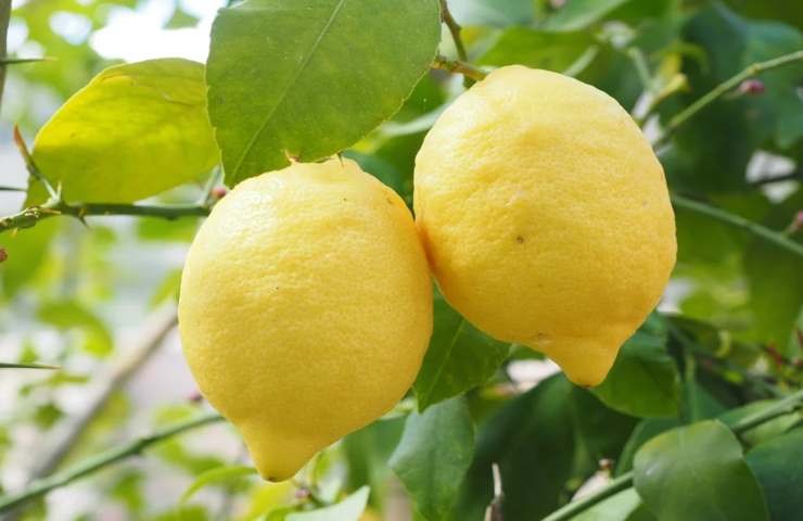 Due limoni pronti per essere colti