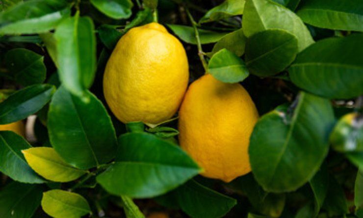 come annaffiare limoni correttamente