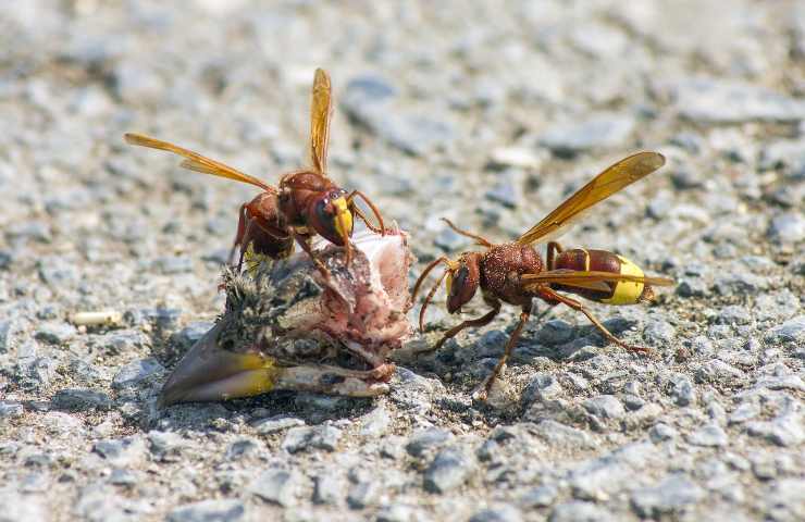 pericolo vespe orientalis