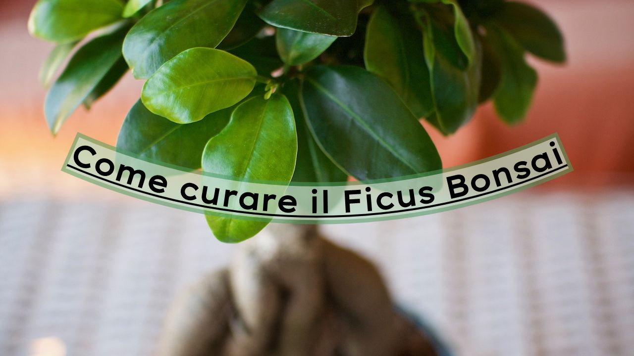 Ficus Bonsai cure