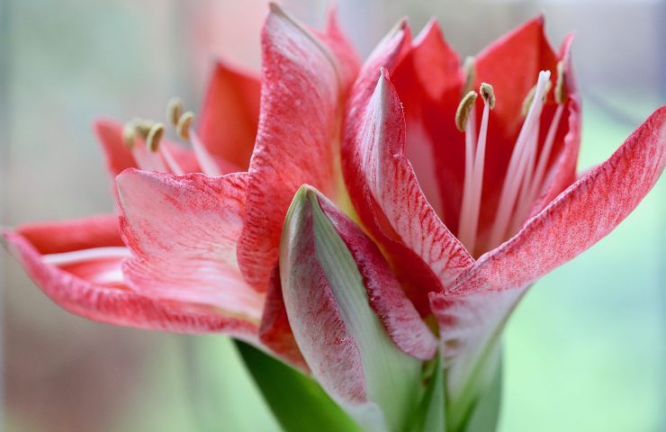 coltivazione amaryllis belladonna