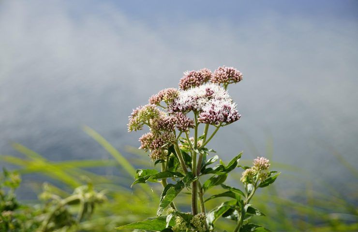 coltivazione fiori autunno