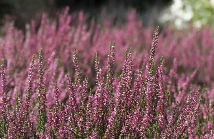 fioriture rigogliose eriche