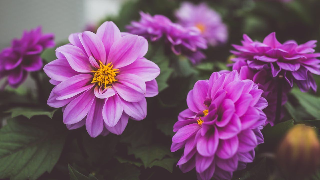 Fiori dai colori diversi come puoi averli sulla tua pianta