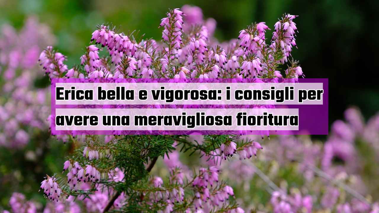fioritura erica consigli