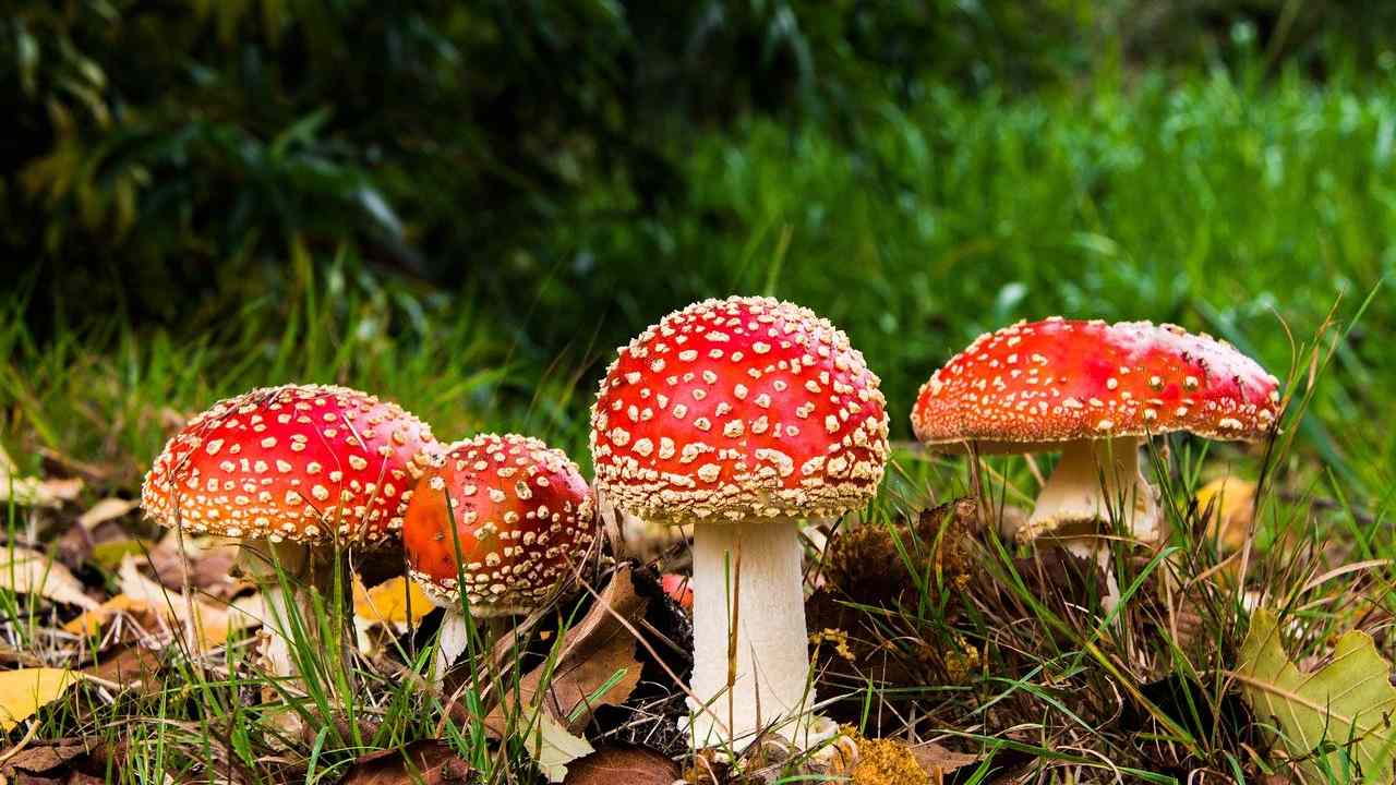 Funghi da non raccogliere