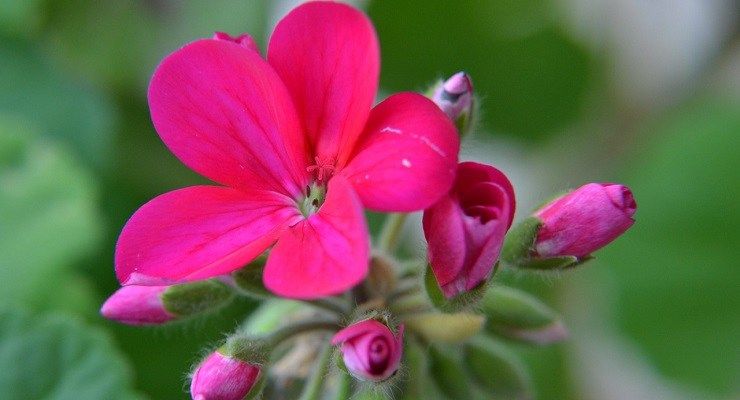 Geranio parigino senza cascata di fiori