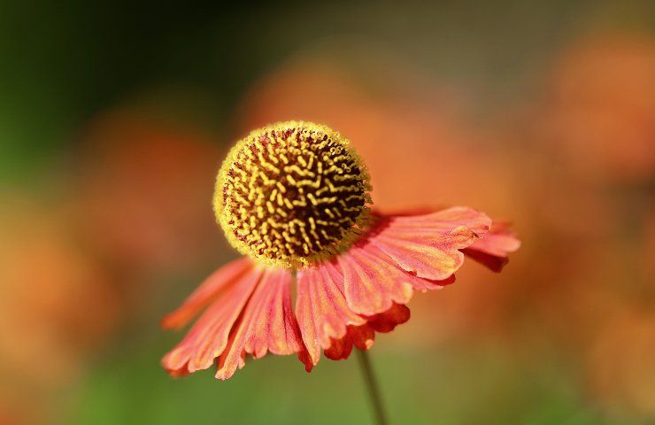 fioritura piante autunnali