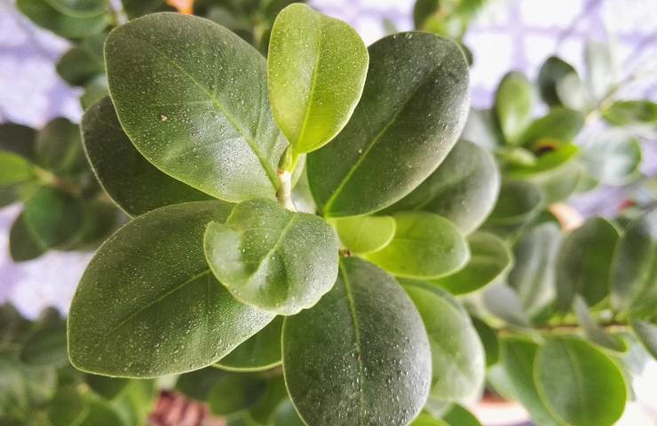 Ficus bonsai consigli