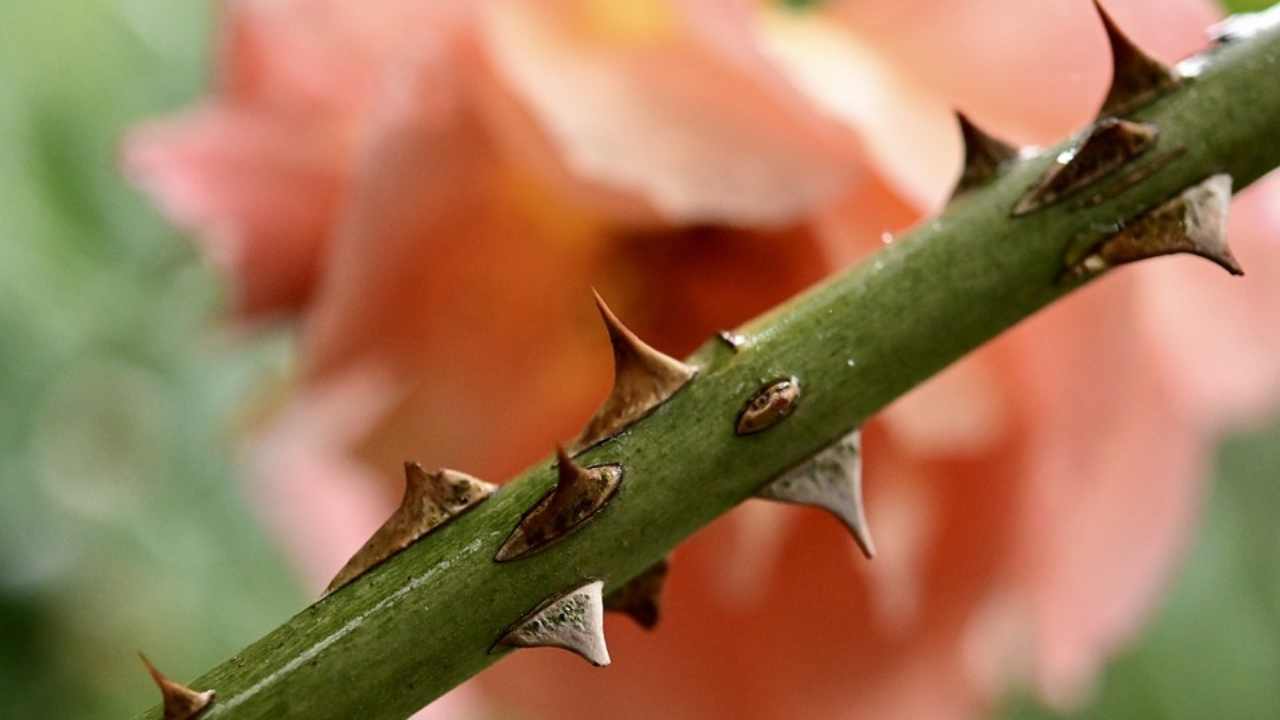 spina nella pelle scheggia cosa succede