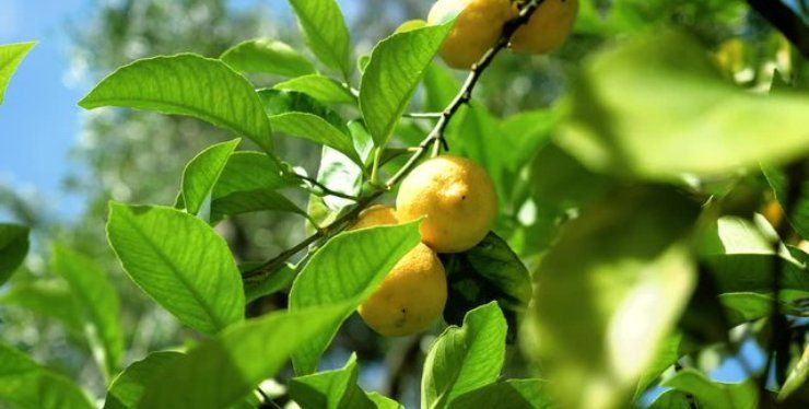 albero di limoni