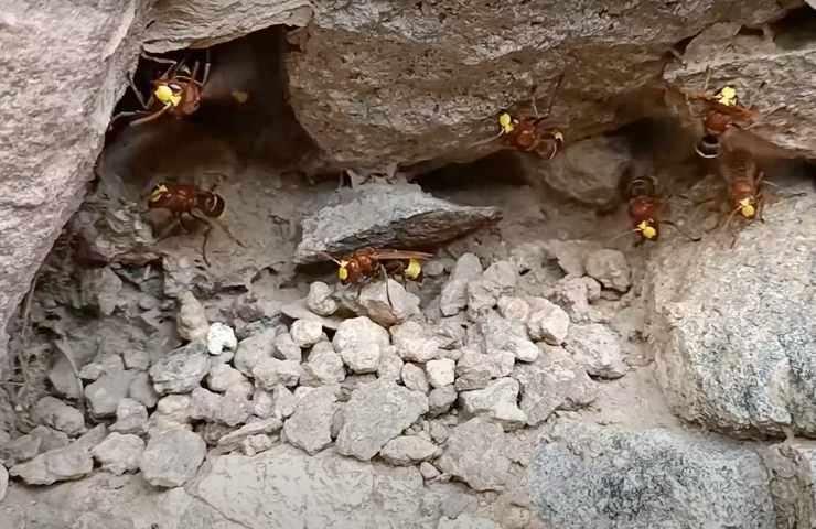 allarme vespa orientalis