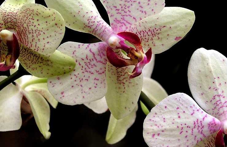 Orchidea trucchi