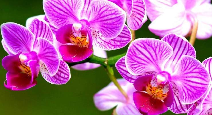 Rinvasare Orchidea con radici aeree