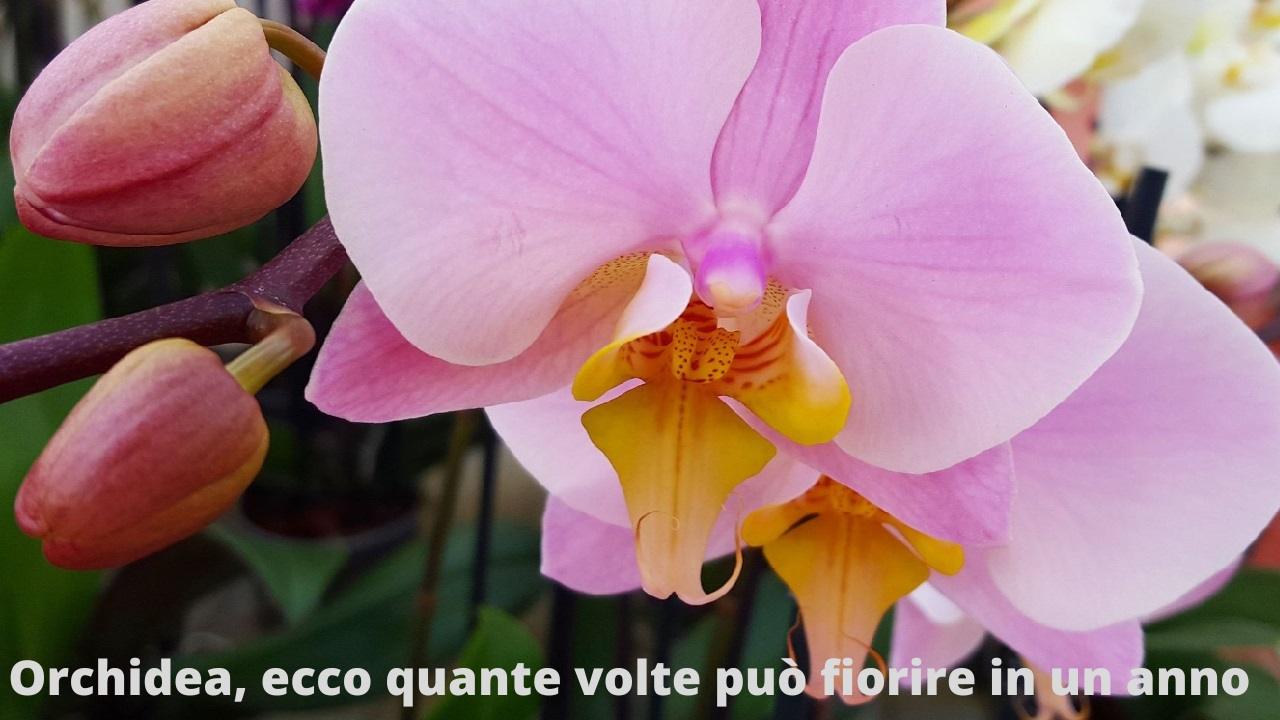 Orchidea quante volte può fiorire in un anno