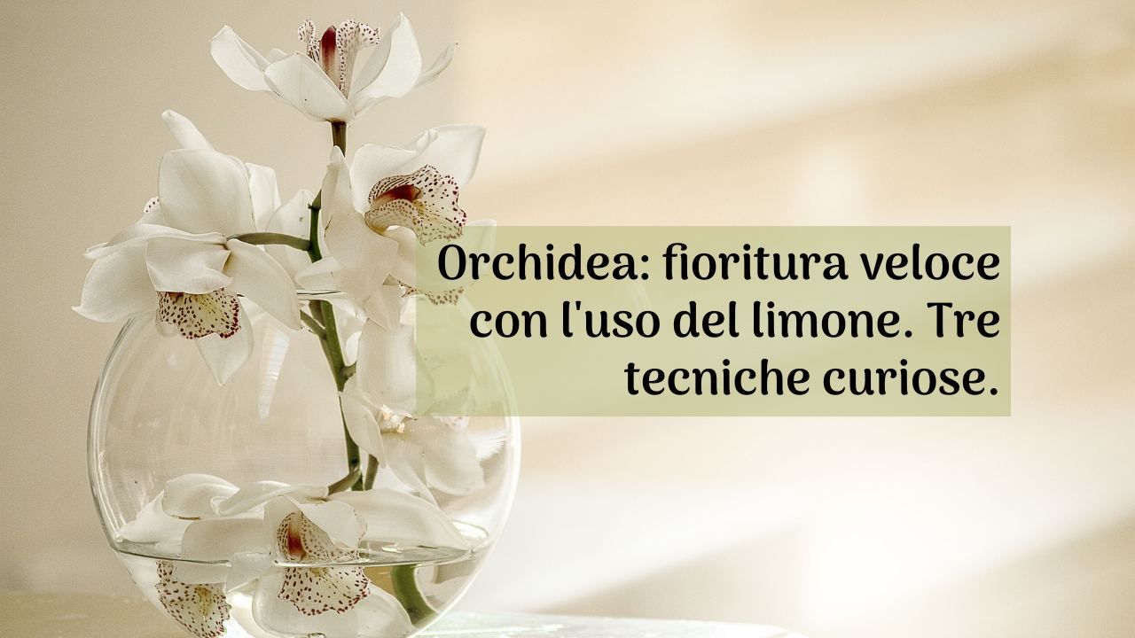 orchidee fiorite tecniche limone