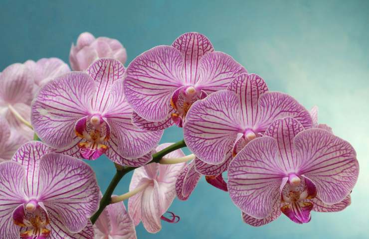 metodo limone fioritura orchidea