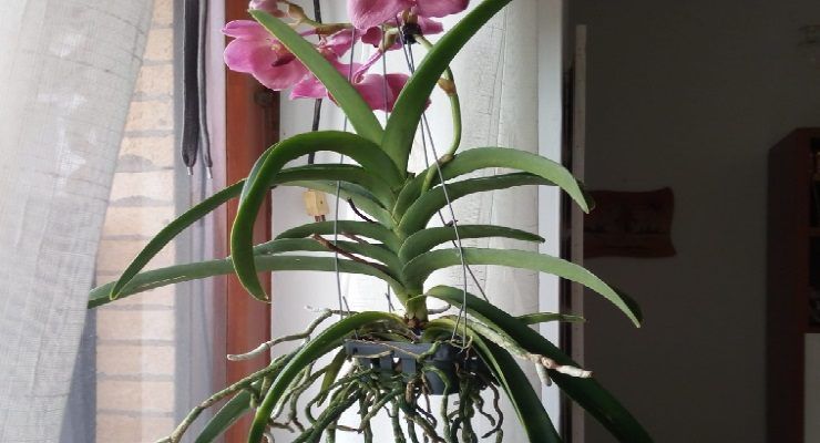 Come rinvasare orchidea con radici aeree