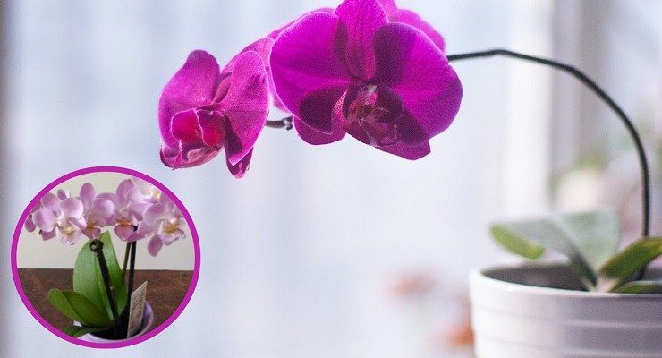 Orchidea vaso adatto