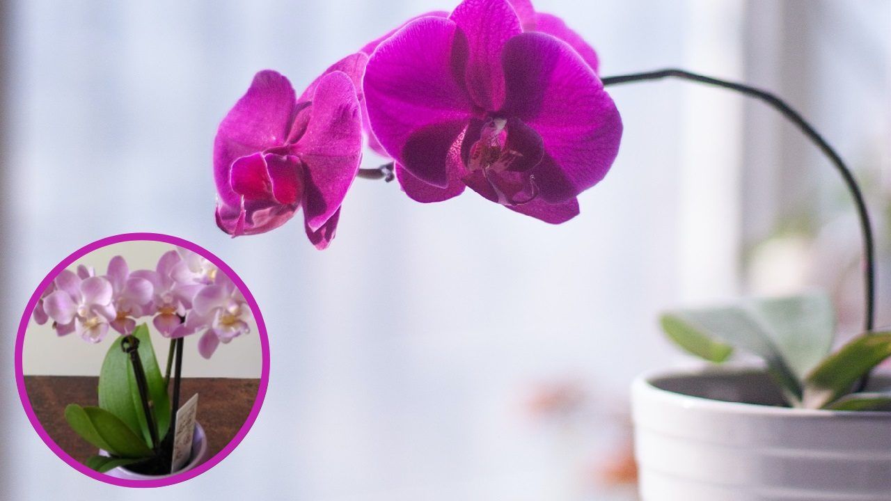 Orchidea scegliere vaso adatto