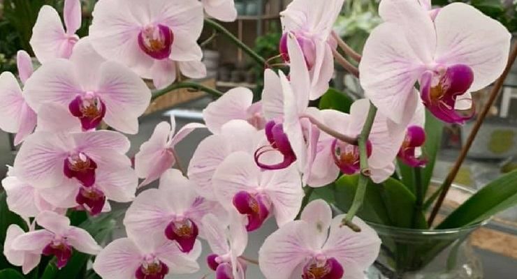 Orchidea rosa cresce veloce senza radici