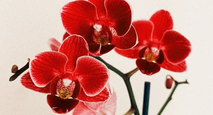 Vaso adatto orchidea
