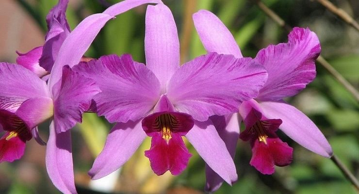 Orchidea crescono solo foglie