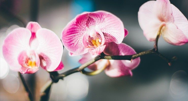 Orchidea farla fiorire tutto l'anno