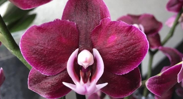 Orchidea in un anno quante volte può fiorire